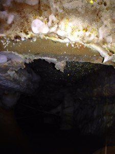 Active aggressive dry rot in a subfloor void